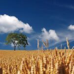 Cum combatem buruienile din cultura de cereale păioase