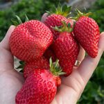Cultivarea Succesului în Agricultură: Creșterea înfloritoare a proiectului Sunshine Berries al Elenei-Larisa Naie Stoicescu cu Corteva Agriscience